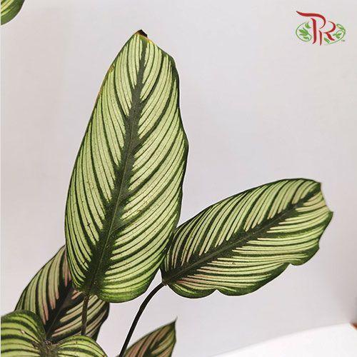 Calathea White Line-Pudu Ria Florist-prflorist.com.my