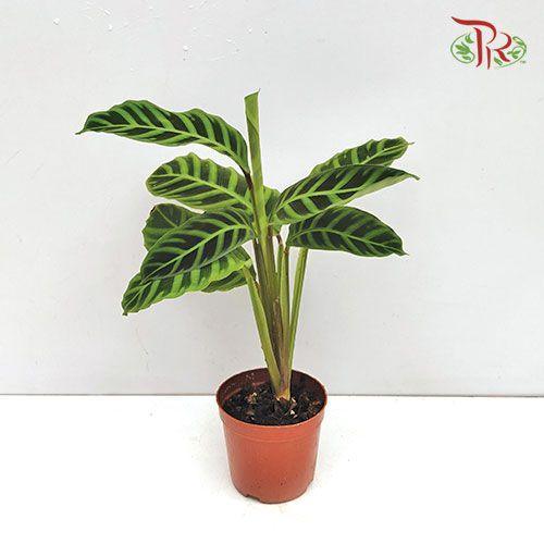 Calathea Zebrina《绿背天鹅绒竹芋》-Pudu Ria Florist-prflorist.com.my