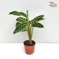 Calathea Zebrina《绿背天鹅绒竹芋》-Pudu Ria Florist-prflorist.com.my