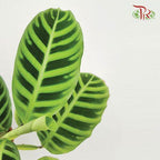 Calathea Zebrina《绿背天鹅绒竹芋》-Pudu Ria Florist-prflorist.com.my
