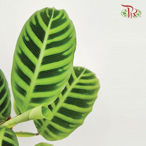 Calathea Zebrina《绿背天鹅绒竹芋》-Pudu Ria Florist-prflorist.com.my