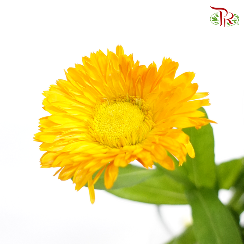 Calendula Orange- (5 Stems)-Orange-Netherland-prflorist.com.my