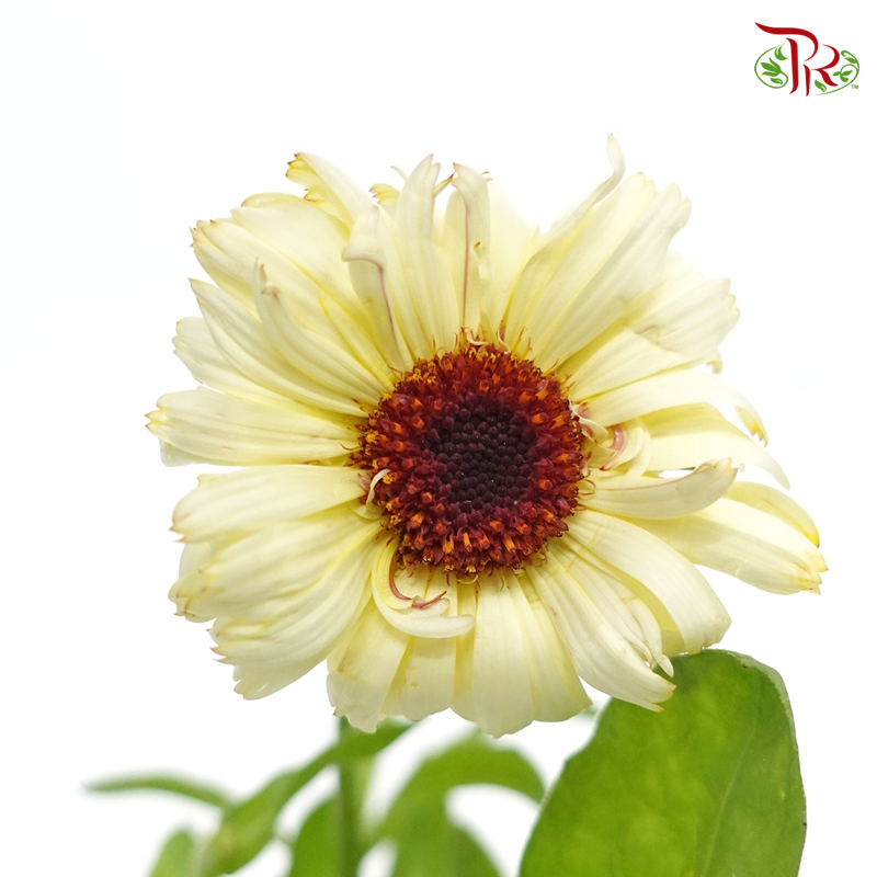 Calendula- Yellow Cream (5 Stems)-Japan-prflorist.com.my