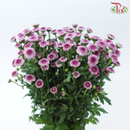 Calimero Mini Pom Pom - 3D Purple (10 Stems)-Purple-Vietnam-prflorist.com.my