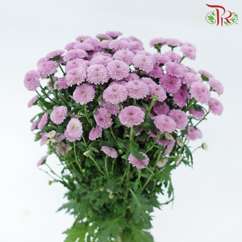 Calimero Mini Pom Pom - Classic Light Purple (10 Stems)-Light Purple-Vietnam-prflorist.com.my