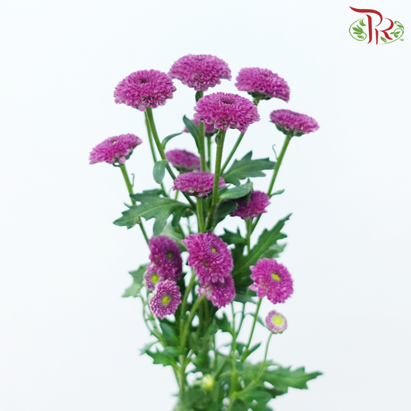 Calimero Mini Pom Pom 《卡利梅罗小绒球菊》