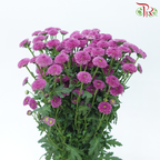 Calimero Mini Pom Pom 《卡利梅罗小绒球菊》