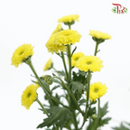 Calimero Mini Pom Pom - Sunny (10 Stems)-Yellow-Vietnam-prflorist.com.my