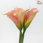 Calla Lily - Auckland (5 Stems)-Champagne / Peach-Netherland-prflorist.com.my
