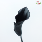 Calla Lily - Black (5 Stems)-Black-Japan-prflorist.com.my