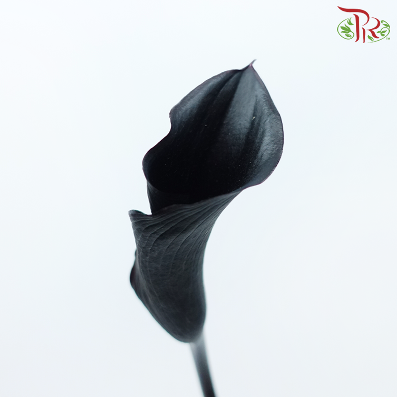 Calla Lily - Black (5 Stems)-Black-Japan-prflorist.com.my