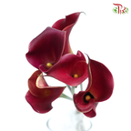 Calla Lily - Burgundy (5 Stems)-Burgundy-Netherland-prflorist.com.my