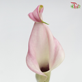 Calla Lily- Captain Manila (5 Stems)-Netherland-prflorist.com.my