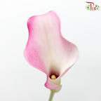 Calla Lily - Captain Rosette (5 Stems)-Captain Rosette-Netherland-prflorist.com.my