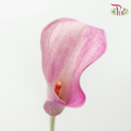 Calla Lily - Dreamland (5 Stems)-Pink-Netherland-prflorist.com.my