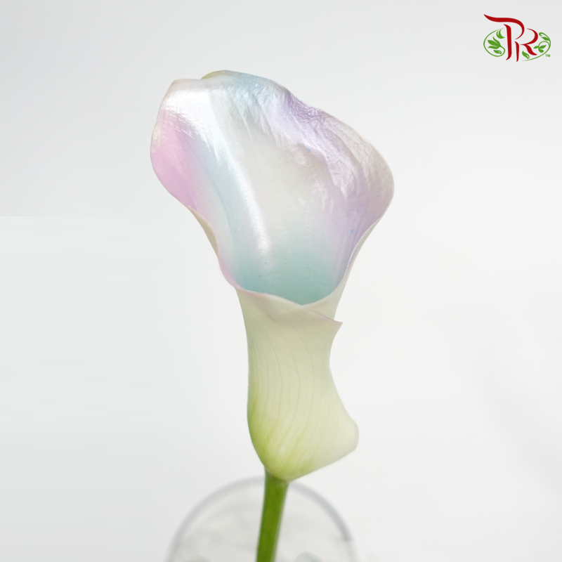Calla Lily Dyed - Holographic Pastel (5 Stems)-Netherland-prflorist.com.my