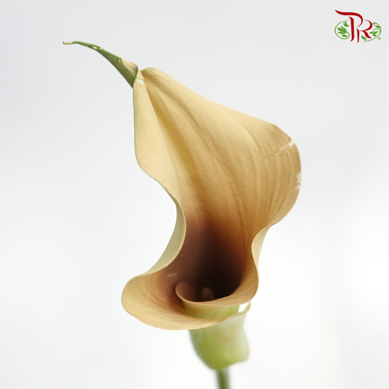 Calla Lily Dyed - Pampas (5 Stems)-Netherland-prflorist.com.my