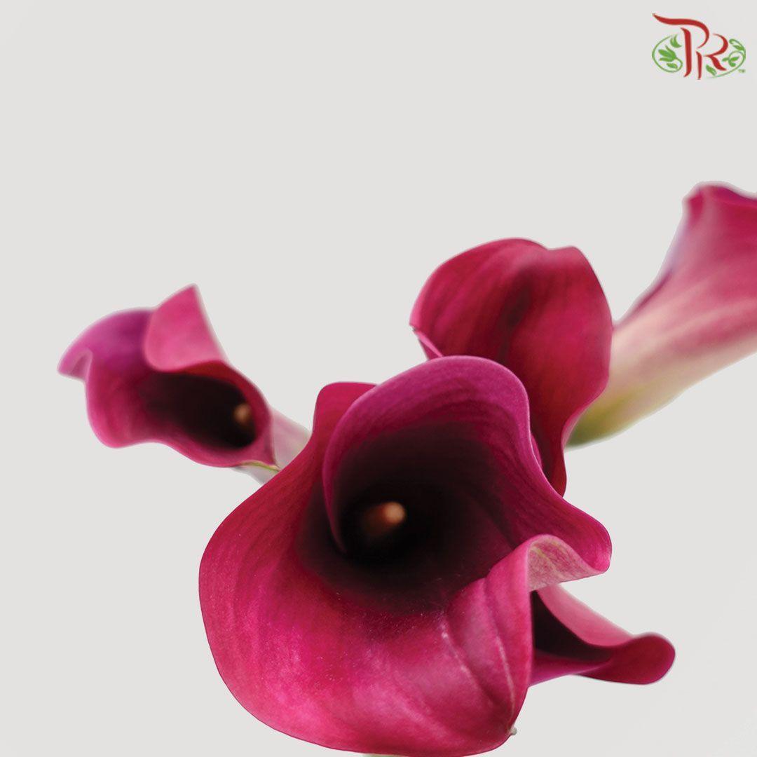 Calla Lily F44 - Maroon (5 Stems)-Maroon-Vietnam-prflorist.com.my