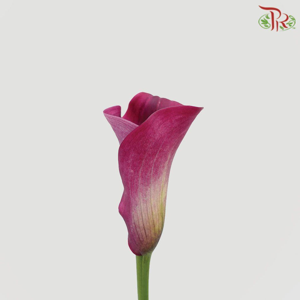 Calla Lily F44 - Maroon (5 Stems)-Maroon-Vietnam-prflorist.com.my