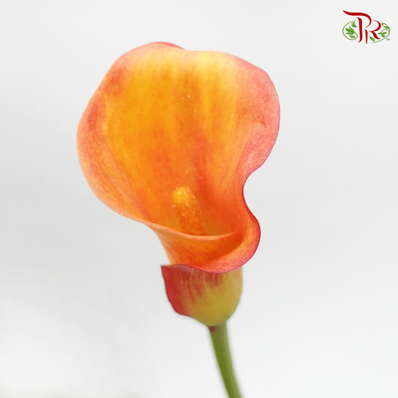Calla Lily - Marmalade (5 Stems)-Orange-Kenya-prflorist.com.my