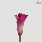 Calla Lily - Maroon (5 Stems)-Maroon-Netherland-prflorist.com.my