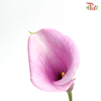Calla Lily - Periwinkle Purple (5 Stems)-Purple-Japan-prflorist.com.my