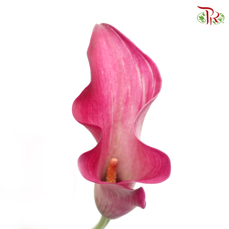 Calla Lily - Pink Puppy (10 Stems)-Pink-Kenya-prflorist.com.my