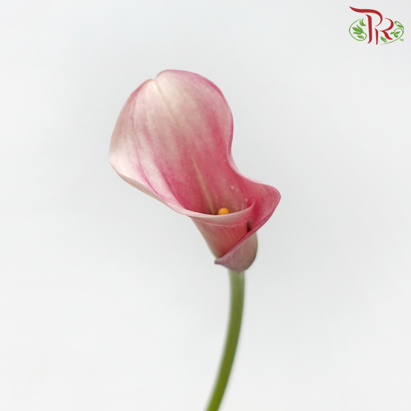 Calla Lily - Promise (5 Stems)-Purple-Netherland-prflorist.com.my