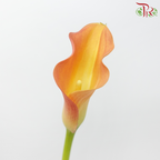 Calla Lily - Safflower Orange (5 Stems)-Orange-Netherland-prflorist.com.my