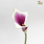 Calla Lily《海芋》