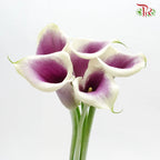 Calla Lily《海芋》