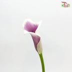 Calla Lily《海芋》