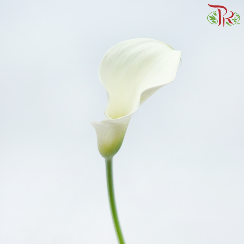 Calla Lily - White (5 Stems)-White-China-prflorist.com.my