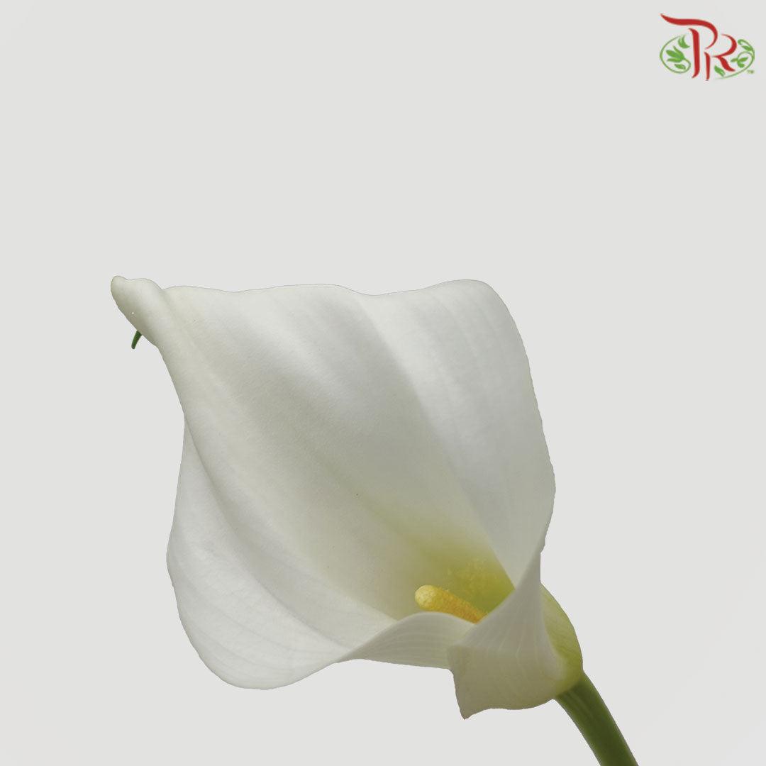 Calla Lily - White (5 Stems)-White-China-prflorist.com.my