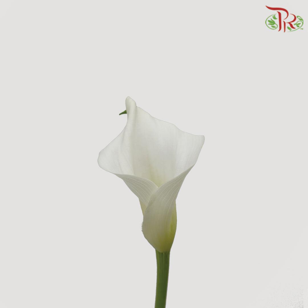 Calla Lily - White (5 Stems)-White-Netherland-prflorist.com.my