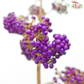 Callicarpa - Purple (Per Bunch)-Purple-China-prflorist.com.my