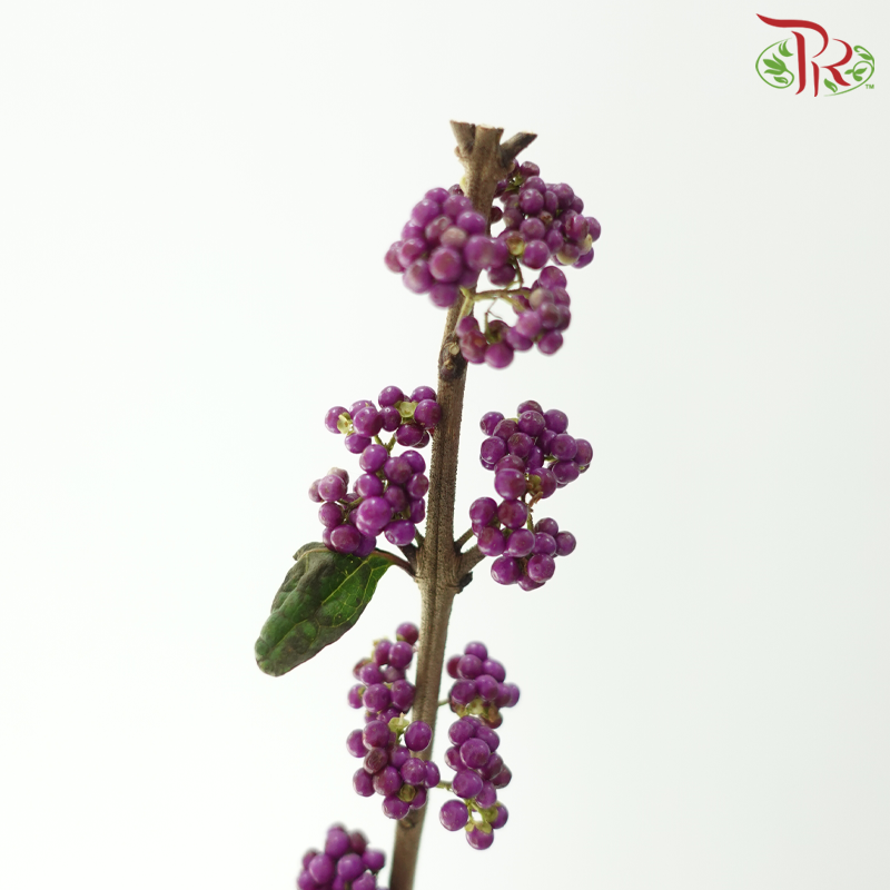 Callicarpa - Purple (Per Bunch)-Purple-China-prflorist.com.my