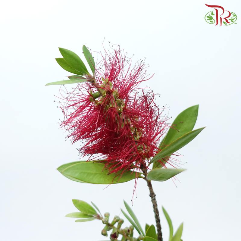 Callistemon Rigidus - Red (Per Bunch)-Red-China-prflorist.com.my