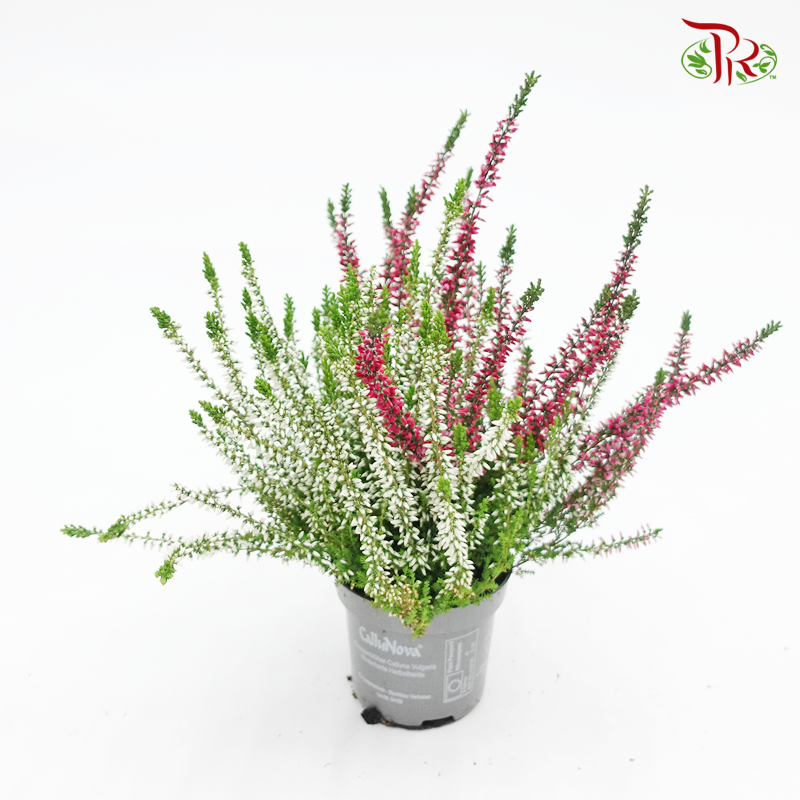 Calluna  《帚石楠》
