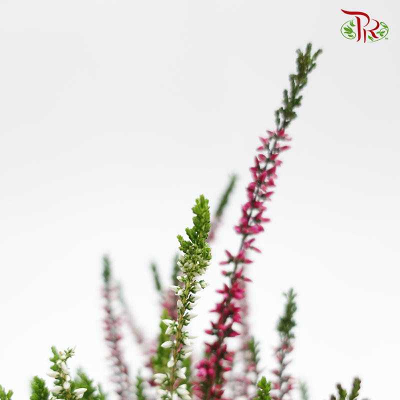 Calluna  《帚石楠》