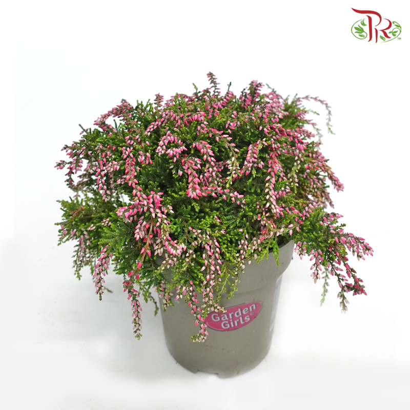 Calluna  《帚石楠》