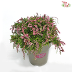 Calluna  《帚石楠》