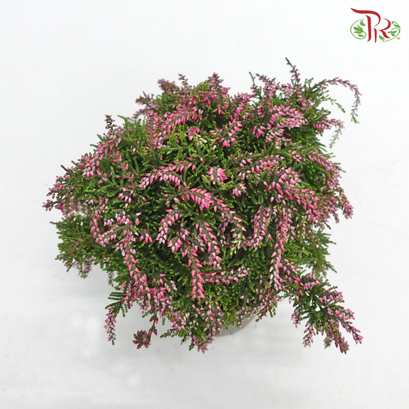 Calluna  《帚石楠》