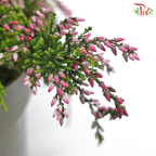 Calluna  《帚石楠》