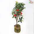 Camellia《山茶花》-Pudu Ria Florist-prflorist.com.my