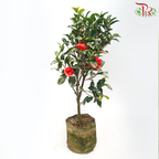 Camellia《山茶花》-Pudu Ria Florist-prflorist.com.my