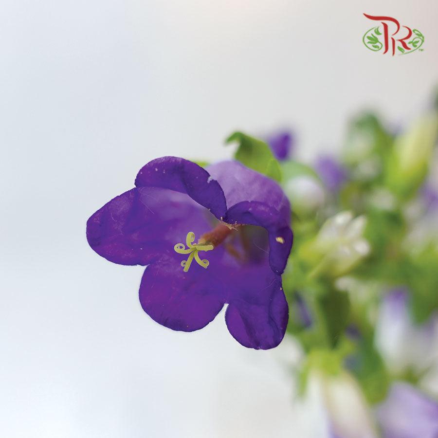 Campanula - Champion Type Deep Blue (5 Stems)-Purple-Vietnam-prflorist.com.my