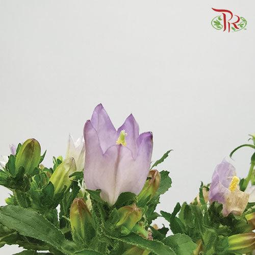 Campanula《风铃草》 - Champion Type