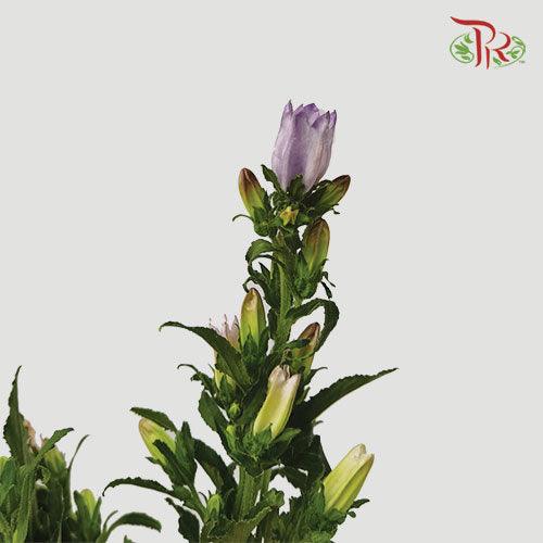 Campanula《风铃草》 - Champion Type
