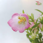 Campanula《风铃草》